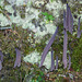 Purple Club Coral / alloclavaria purpurea