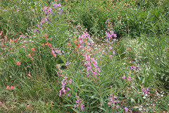 Fireweed and Indian Paintbrush