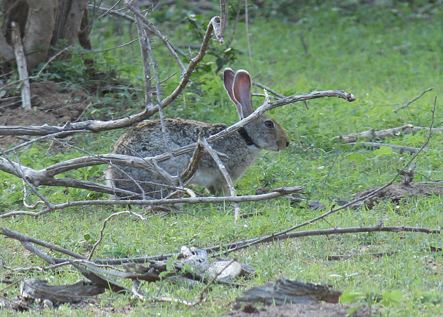Black-necked Hare