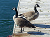 Canada Geese in Toronto (1) - 23 October 2014