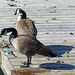 Canada Geese in Toronto (2) - 23 October 2014