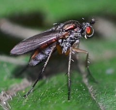 "red" fly