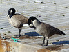 Canada Geese in Toronto (3) - 23 October 2014
