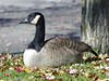 Canada Geese in Toronto (5) - 23 October 2014