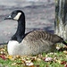 Canada Geese in Toronto (5) - 23 October 2014