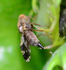 abdomen of fruitfly