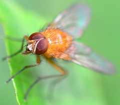 fruitfly