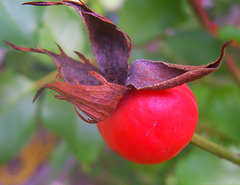 Cynorrhodon, fruit du rosier