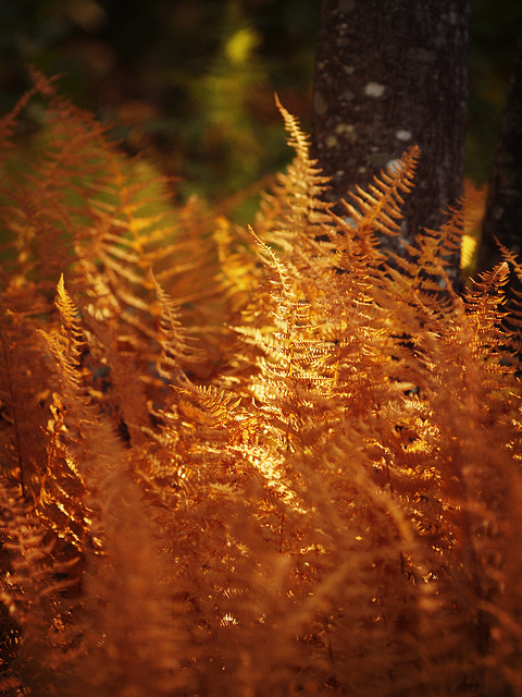 golden ferns