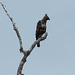 Changeable Hawk Eagle