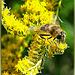 Klare Biene auf Blüte in besonderem Licht...  ©UdoSm
