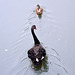 Huis Bergh 2014 – Angry Black Swan
