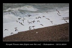 Ringed Plovers flying along the surf - Bishopstone  - 10.11.2014