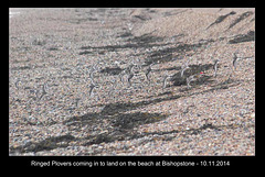 Ringed Plovers landing- Bishopstone  - 10.11.2014