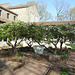 Garden in the Cloisters, April 2012