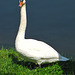 proud swan (Stolzer Schwan)