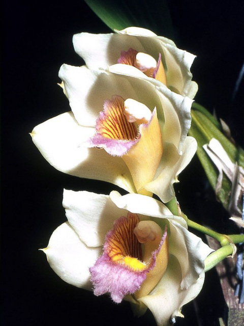 Bifrenaria tyrianthina Orchid Wiki pic under GNU rules.