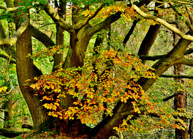 Autumn in Plessey Wood, Northumberland.