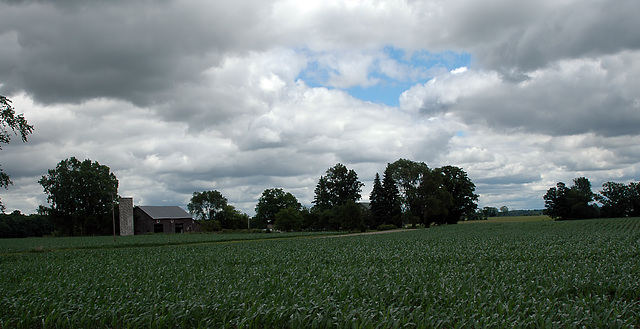 Corn Under Clouds