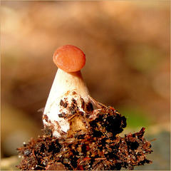 Tiny Mushroom from < 1 cm...