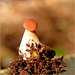 Tiny Mushroom from < 1 cm...