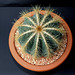Parodia ( Notocactus ) magnifica