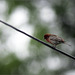 A Bird on a Wire