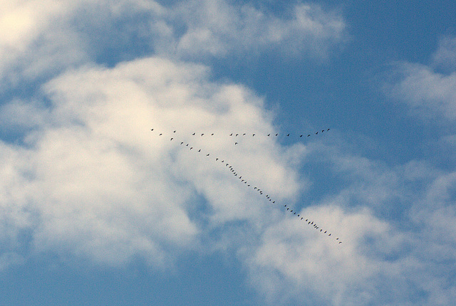 Pink Footed Geese heading SE