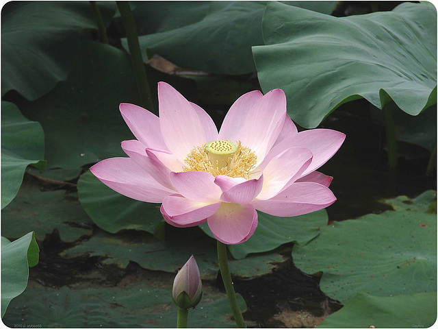 Lotus blossom / 荷花