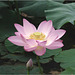 Lotus blossom / 荷花