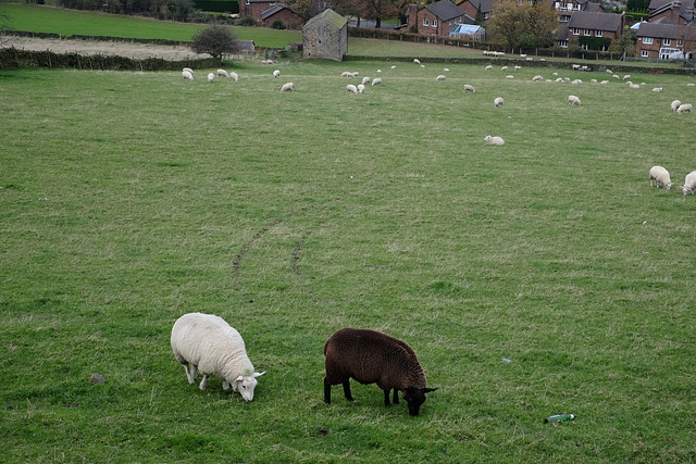 Brown and White Sheep
