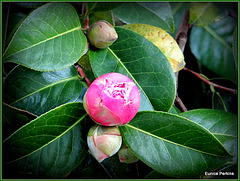 Camellia In Bud.