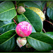 Camellia In Bud.