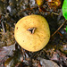 Laudonie 2014 – Fungus