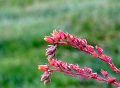 Echeveria crassulaceae flowers