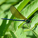 Beautiful Demoiselle m (Calopteryx virgo) 02