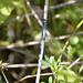 Azure Bluet (m) - Coenagrion puella