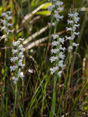 Spiranthes cernua (Nodding ladies'-tresses orchid)