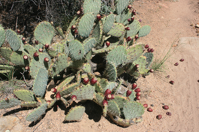 Prickly pear in fruit