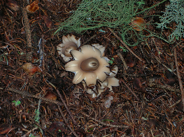 2004 - Un fungo o un fiore?