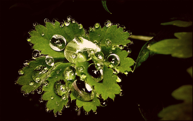 Drops on Green...