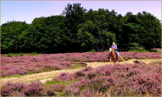 Horse riding on the Purple Heather...