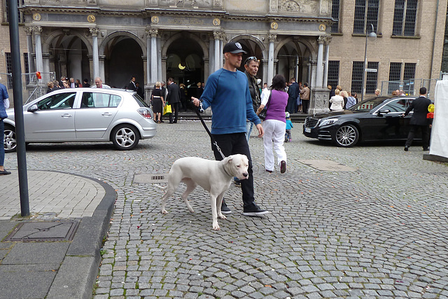 Cologne 2014 – White dog