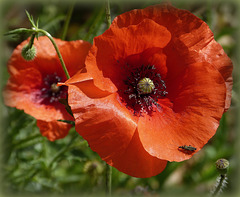 ...pour tous ceux qui ont disparu...triste anniversaire...on dit que le coquelicot est la première fleur qui ait re-poussé sur les champs de bataille...