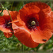 ...pour tous ceux qui ont disparu...triste anniversaire...on dit que le coquelicot est la première fleur qui ait re-poussé sur les champs de bataille...