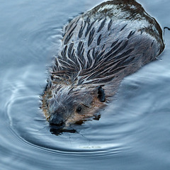 Young North American Beaver