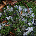 Peltigera canina - Lichen