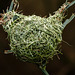 Taveta Golden Weaver's nest