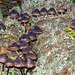 New Forest Fungi