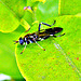 Insect on tangelo leaf